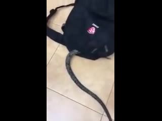 a snake in a backpack. send to a friend