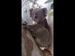 mating call of the koala