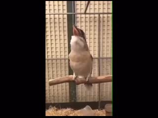 it's good in nature when kookaburras sing