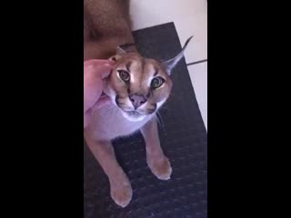 cute pussy