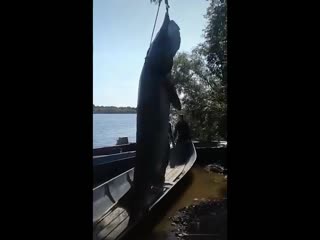 but such a fish was caught in the amur region