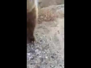 in the murmansk region, a man hand-fed a wild bear that came onto the road