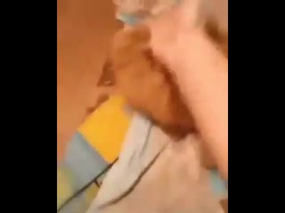 fight with a cat